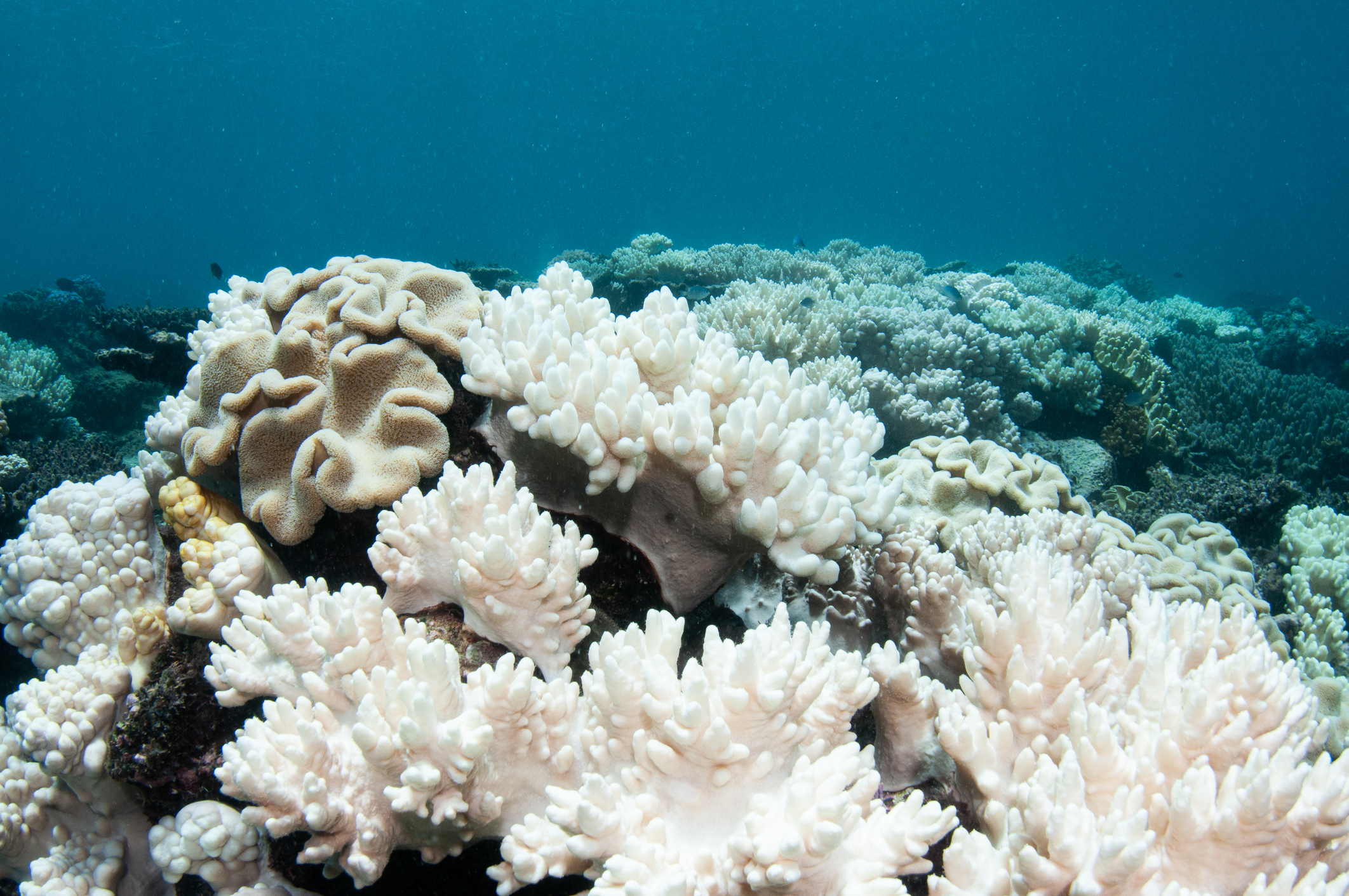 bleaching coral reefs