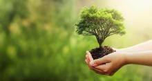 Growing A Global Forest