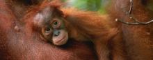 baby orangutan