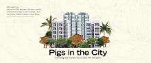 Pigs in the City - Revisiting how humans can co-exist with wild boars